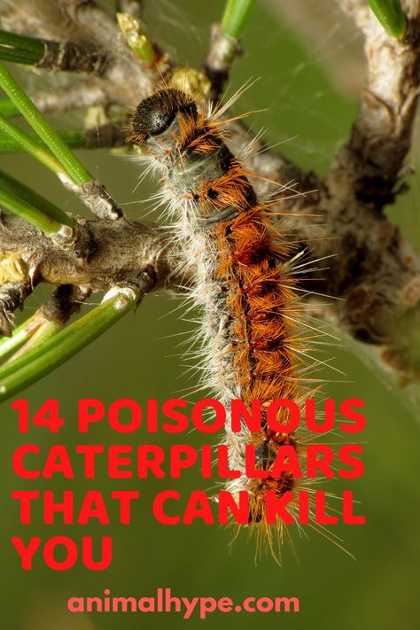 Check out these 14 venomous caterpillars that are very dangerous. Poisonous Caterpillars, Tennessee Garden, Cow Fish, Natural Insecticide, Canary Birds, Dangerous Animals, The Natural World, Clown Fish, Animals Of The World