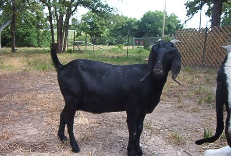 ETG'S Guinevere  FB 100%  SOLID BLACK DOE OUT OF NELL"S BLACK CHURL ON THE TOP SIDE AND 2XL"S BLACK AS LIGNITE HOMER ON THE BOTTOM. GREAT CONFORMATION,TWO TEATED, PERFECT BITE AND GREAT BREEDING CHARACTER. SHE HAS GREAT MOTHERING INSTINCS AND A WONDERFUL DISPOSITION. She is bred to a  Red  FB CODI/PCI SA buck for kidding in Oct.  http://www.cottonwoodcreekblackboers.com/Pages/Goats/Solid-Black-Boer-Goats.asp?pid=54&f=B&fbid=49 Goat Breeds, Funny Sports Videos, Sports Video, Goats And Sheep, Black Goat, Cute Goats, Funny Sports, Funny News, Sunset Nature