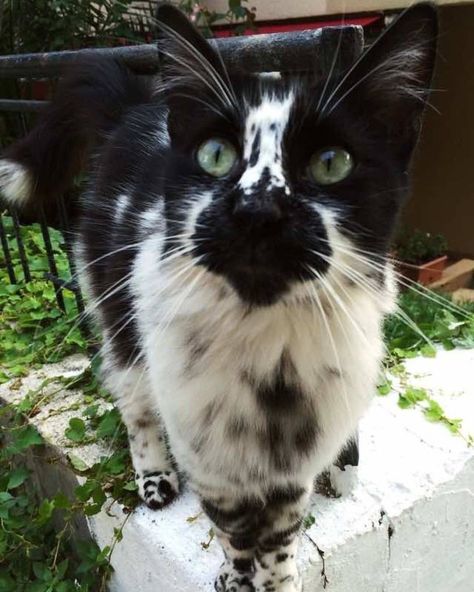 black and white spotted cat Spotted Cat, Black And White Cat, Gorgeous Cats, Pretty Animals, Unique Cats, White Cats, Here Kitty Kitty, Cat Aesthetic, I Love Cats