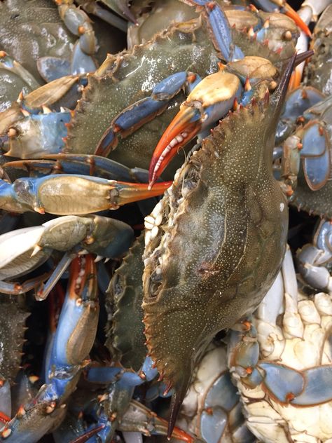 Maryland blue crabs Maryland Blue Crab, Blue Crabs, Blue Crab, Crab, Maryland, Succulent, Fish, Animals, Blue