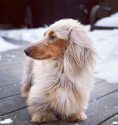 21 Dachshunds With The Most Beautiful Coat Patterns. The Last One… WOW. – The Paws Daschund Puppies, Dachshund Breed, Dachshund Funny, Dapple Dachshund, Doxie Dogs, Long Haired Dachshund, Weenie Dogs, Dachshund Puppies, Dachshund Lovers