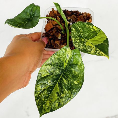 Alocasia Sinuata Variegated 🥹🪴 . . Shop rare houseplants and more⬇️ www.plantlifelex.com - Link in bio! . #houseplants #plants #indoorplants #plantstagram #plantaddict #plantlove #indoorplant #plantsplantsplants #plantsmakepeoplehappy #plantlifelex #planttips #plantvideos #plantvideo #plantreel #plantreel #onlineplantstore #smallbusiness #rareplants #variegatedplants #rarehouseplants #plantstore #plantcare #variegatedalocasia #alocasiavariegata #alocasiasinuata #alocasiasinuatavariegated Alocasia Sinuata, Rare Houseplants, Variegated Plants, Rare Plants, Plant Care, Indoor Plants, House Plants, Link In Bio, Plants