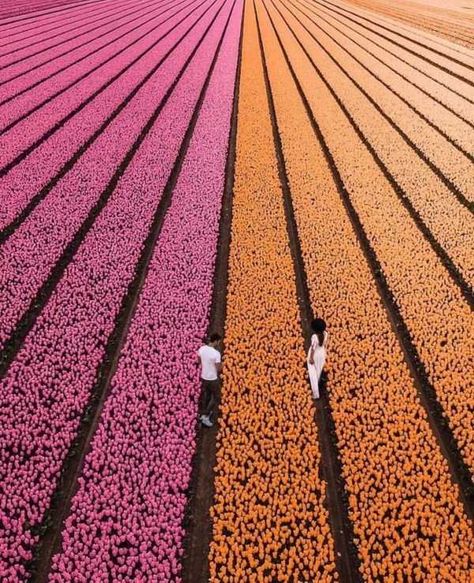 45 satisfying pictures that are perfect for perfectionists. #perfectionist #perfectionism #satisfying Satisfying Photos, Satisfying Pictures, Tulip Fields, Destination Voyage, Explore Nature, Drone Photography, Elba, Girls Dream, Travel Photographer