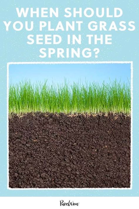 Determining when to plant grass seed in the spring depends on a few factors, from soil temperature to the type of grass you have. Here’s what to consider, so your lawn looks lusher than ever. Over Seeding Lawn Spring, How To Seed Grass Lawn, When To Plant Grass Seed In Spring, Best Time To Plant Grass Seed, How To Grow Grass From Seed, Planting Grass Seed In Spring, Grass Seed Tips How To Grow, When To Plant Grass Seed, Best Grass Seed Lawn