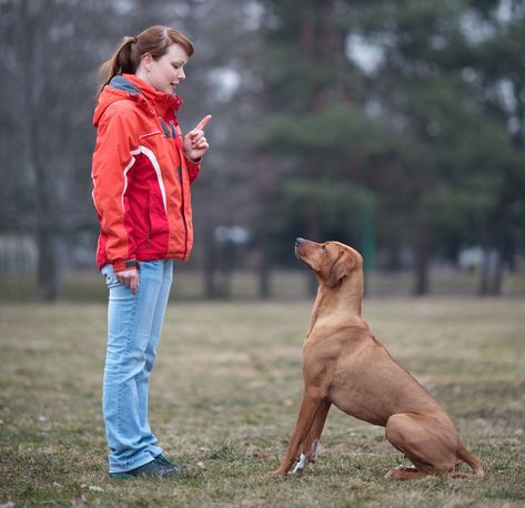 Rhodesian Ridgeback Dog, Dog Minding, Easiest Dogs To Train, Dog Business, Pack Leader, Aggressive Dog, Training Your Puppy, Dog Obedience, Dog Training Obedience