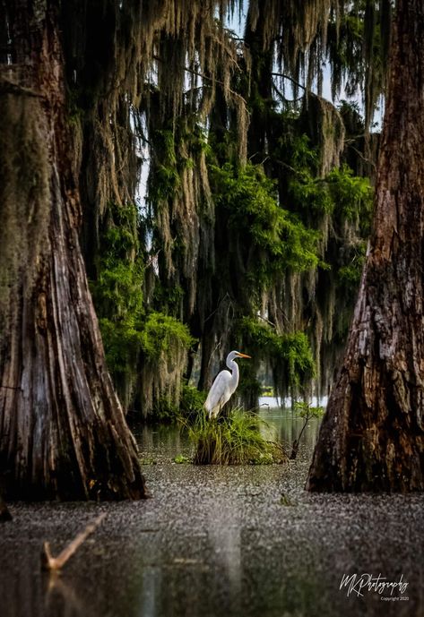 Swamp Louisiana, New Orleans Bayou Aesthetic, Lowcountry Aesthetic, Sentimental Art, Bayou Country, Mossy Tree, Cypress Swamp, Louisiana Swamp, Louisiana Bayou