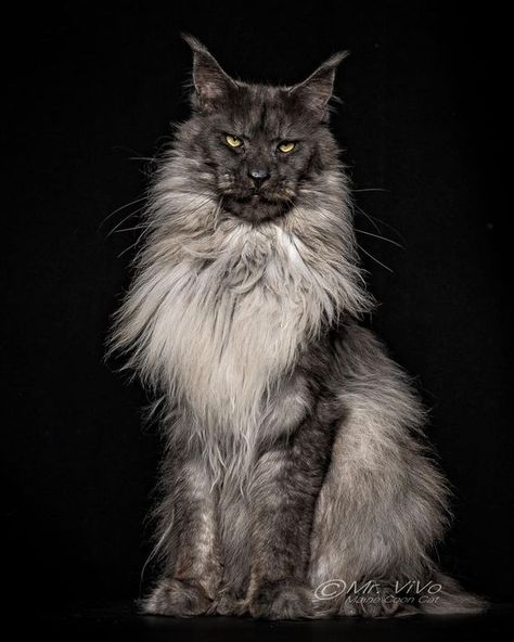 Mancoon Cats, Maine Cooney Cats, Mainecoon Cat, Cat Attack, Exotic Cats, Gorgeous Cats, Arte Cyberpunk, Outdoor Cats, Cat Photography