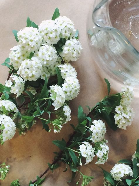 Reeves spirea Reeves Spirea, Spirea Flower, Flower Decorations, Beautiful Flowers, Glass Vase, Floral Wreath, Vase, Flowers, Floral