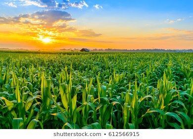 Corn Field Photos - Pixabay - Download Free Images Corn Field Pictures, Agriculture Photography, Nature Verte, Corn Field, Field Wallpaper, Agricultural Science, Sustainable Agriculture, Ancient Origins, Morning Sunrise