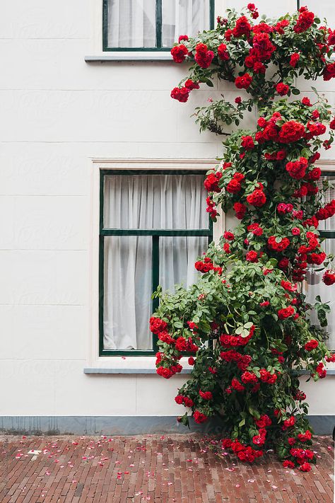 Shop House Interior Design, Shop House Interior, Flower Landscaping Ideas, Rose Bushes Landscape Front Yards, Rose Bushes Landscape, Red Roses Garden, Red Climbing Roses, White Facade, Roses Climbing