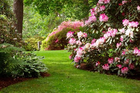 Rhododendron Garden, Garden Backdrops, Hedera Helix, Native Plant Gardening, Garden Drawing, Lawn And Landscape, Bedding Plants, Shade Garden, Garden Styles