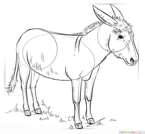 How to draw a donkey step by step. Drawing tutorials for kids and beginners. Donkey Drawing, Plants Drawings, Donkey Art, Flower Drawing Tutorials, Drawing Tutorials For Kids, A Donkey, Draw Animals, Drawing Animals, Horse Drawings