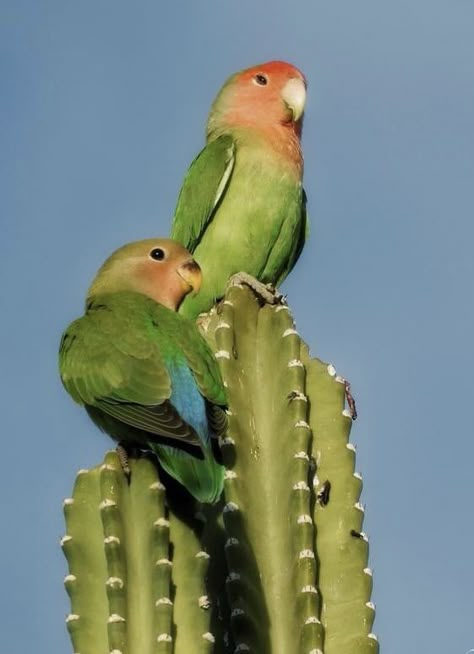 Green Desert Aesthetic, Arizona Desert Aesthetic, Arizona Animals, Desert Birds, Nature Photography Animals, Desert Animals, Animal References, Interesting Animals, Animals Friendship