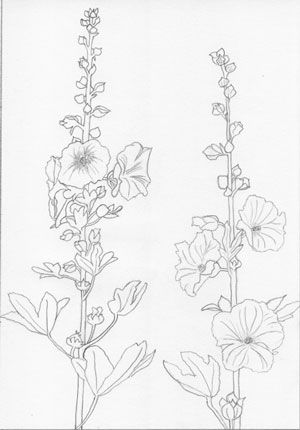 Drawing Diaries: Consolidation...Into the Wild Hollyhocks Drawing, Art Deco Tattoo, Hollyhocks Flowers, Questions To Answer, Watercolor Projects, Flower Sketches, Into The Wild, Botanical Drawings, Applique Quilts