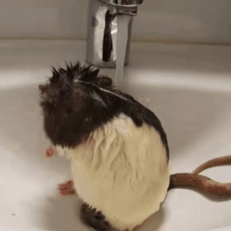 Rat Shower Time GIF - Rat ShowerTime TakeABath - Discover & Share GIFs Rat Washing Itself, Rat Showering, Stim Board Gifs, Shower Gif, Stimboard Gifs, Stim Gifs, Black Plague, Stim Board, Take A Bath