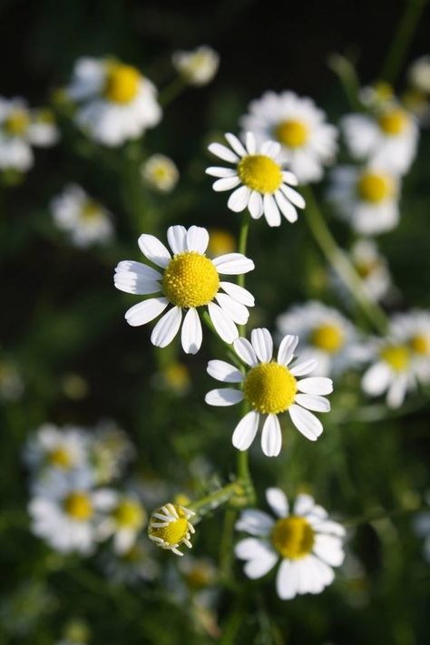 Camomile Flower, Cafe Painting, Chamomile Plant, Puddle Jumping, Chamomile Flowers, Nature Garden, Green Life, Medicinal Herbs, Medicinal Plants