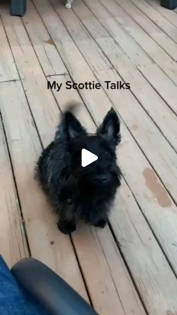 Scottish Terrier Awesome on Instagram: "🪐We still ❤️ her. 😅🖐️     🎬 Via: TikTok @ thebeardeddoglady   #scottie #scottishterrier #scottishdog" Scottie Puppy, Scottie Dog Crafts, Scottie Dog Puppy, Scottie Puppies, Scottish Terrier Puppy, Scottie Terrier, Scotty Dog, Scottie Dogs, Dog Crafts