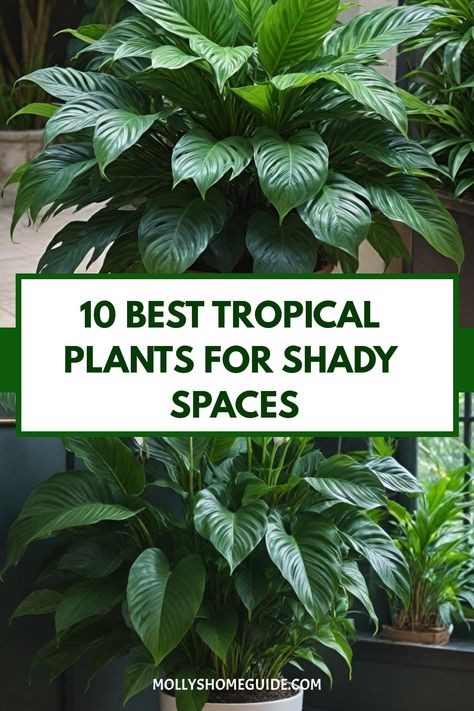 Explore a lush tropical retreat even in shady corners with the best tropical plants for shade. These cold hardy exotic plants are perfect for creating a vibrant tropical garden in cold climates or temperate areas. Discover beautiful subtropical shade plants that don't need sun to thrive, ideal for landscaping your outdoor space. From ground cover plants to unique foliage, these plants for dry shade will transform your garden into a serene oasis. Elevate your tropical landscaping ideas with these Shady Tropical Garden Ideas, Lush Shade Garden, Florida Patio Plants, Tropical Corner Garden, Best Full Sun Plants Landscapes, Best Potted Plants For Full Sun, Tropical Porch Plants, Florida Potted Plants Outdoor, Tropical Plants Outdoor Full Sun Florida