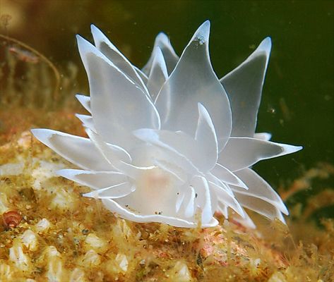 All sizes | Frosted Nudibranch | Flickr - Photo Sharing! Frosted Sea Slug, Frosted Nudibranch, Water Creatures, Sea Slugs, Aquarium Tank, Deep Sea Creatures, Sea Slug, Beautiful Sea Creatures, Marine Aquarium