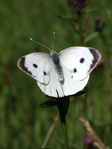 White Butterfly Meaning, Cabbage White Butterfly, Butterfly Symbol, Butterfly Colors, Cabbage Butterfly, Butterfly Meaning, Tropical Africa, White Butterflies, Butterfly Species