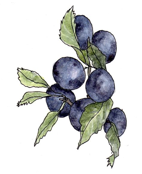 sloes | Kate Wilson Kate Wilson, Sloe Berries, Home Brewing, Written By, Make Your Own, Berry, Paintings, Google Search, Flowers