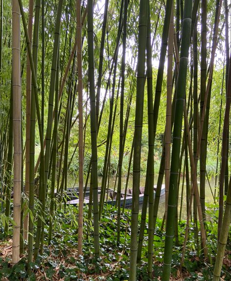 Phyllostachys Nigra, Forest Wood, Wood Boats, Nature Forest, Amber, Forest, Plants, Wood, Nature