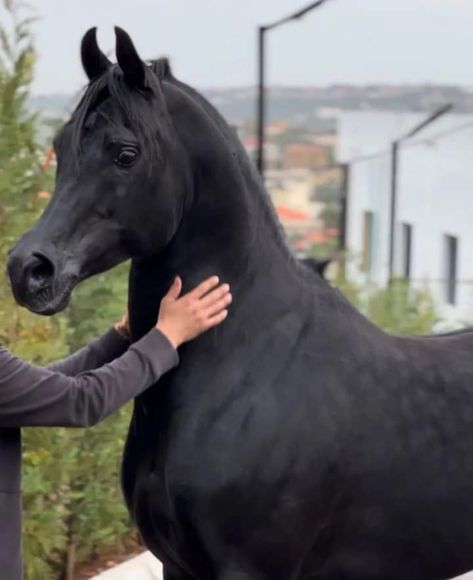 Black Arabian Horse, The Black Stallion, Ride A Horse, Dogs Images, Arabian Stallions, Cute Dogs Images, Black Stallion, Two Horses, Most Beautiful Horses