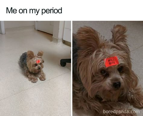 Period Memes Funny, Angel Meme, Wow Meme, Period Jokes, Period Humor, Relatable Meme, Crush Memes, Girl Memes, Boyfriend Memes