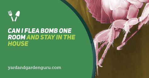 If there’s a flea issue at home, you can bomb them. However, you need to know the answer to, can I flea bomb one room and stay in the house. Flea Bomb, Flea Spray, Reduce Gas, Clean Desk, Respiratory Illness, Alternative Treatments, Yard And Garden, Need To Know, The House