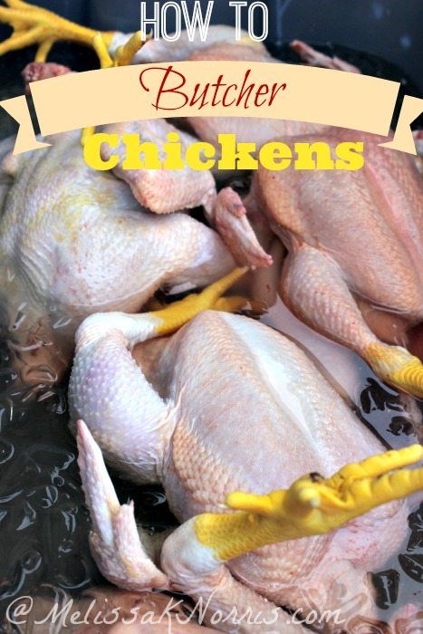 5 butchered chickens sitting in ice water with text overlay, "How to Butcher Chickens". Butchering Chickens, Butcher A Chicken, Chicken Prep, Raising Meat Chickens, Chicken Processing, Raising Turkeys, Meat Processing, Lord Help, Diy Chicken