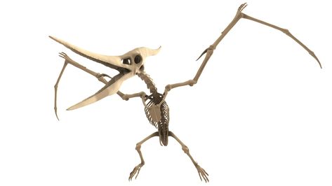 Pteranodon Skeleton - Buy Royalty Free 3D model by Puppy3D (@Puppy3D) [0b5fb96] - Sketchfab Store Dino Museum, Geometry Triangles, Paleo Art, Skeleton, Royalty, Royalty Free, Resolution, Science, Statue