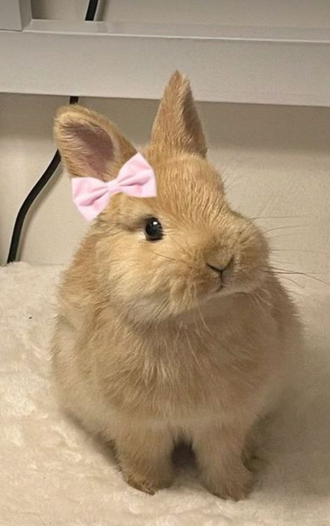 Line Animals, Fluffy Pets, Rabbits Cute, Cute Dog And Cat, Fluffy Bunnies, Cat Fluffy, Cat Sweet, Rabbit Ideas, Pet Bunny Rabbits