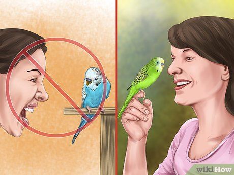 3 Ways to Play With Your Parakeet - wikiHow Parakeet Setup, Parakeet Cage Setup, Diy Bird Cage How To Make, Parakeet Cage Ideas, Fancy Parakeet, Budgie Food, Parakeet Colors, Parakeet Care, Parrot Cages