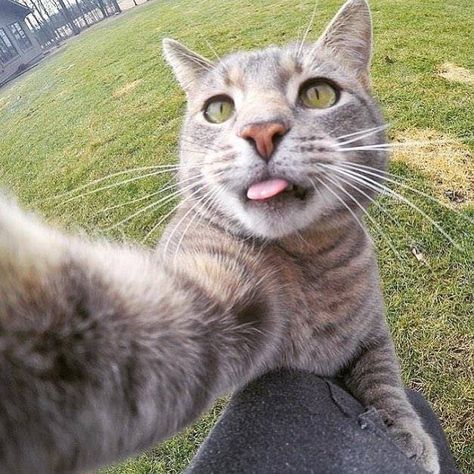 Selfie Cat, Cat Expressions, Fuzzy Wuzzy, Funny Cat Photos, Dog Selfie, Arte Inspo, Fluffy Cat, Cute Cats And Dogs, Silly Cats