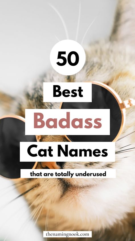 Need a cool and badass cat name idea that stands out? We have 40 edgy names for cats and kittens. For both male and female cats, you'll find unique cat names that are perfect for a badass vibe! cat name aesthetic, cat name ideas unique, unique kitten names. Cat Name Ideas Unique, Names For Cats Unique, Cats Names Ideas, Female Cat Names Unique, Badass Cat Names, Cat Names Aesthetic, Name Ideas Unique, Kitten Names Unique, Cat Name Ideas