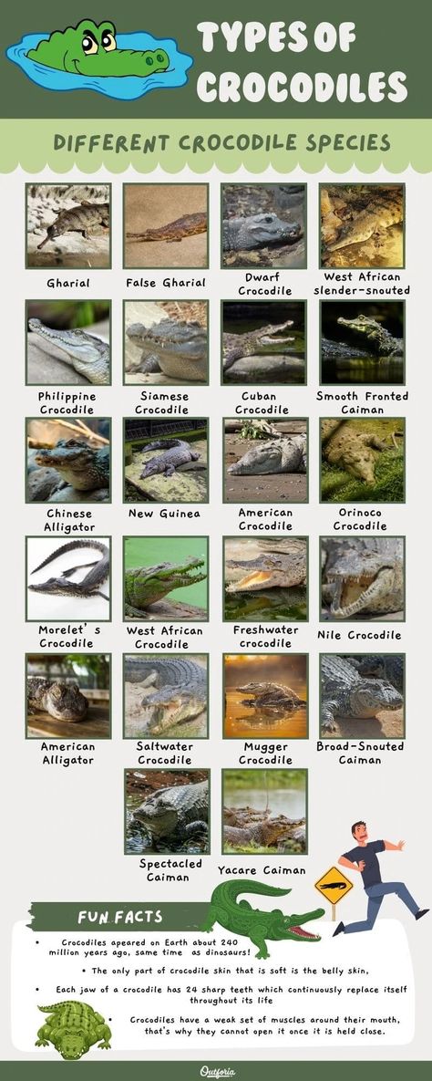 All 25 Types of Crocodile Species: ID Guide with Facts and Pictures - Outforia Types Of Crocodiles, Mugger Crocodile, Crocodile Facts, Crocodile Species, American Crocodile, Vertebrates And Invertebrates, Reptile Party, Nile Crocodile, Mangrove Swamp