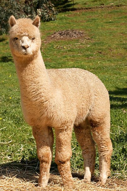 World's Best Alpacas Stock Pictures, Photos, and Images - Getty Images Alpaca Images, Alpaca Pictures, Bactrian Camel, Alpaca Farm, Llama Alpaca, Body Shots, Cute Animal Pictures, Stock Pictures, Photo Illustration