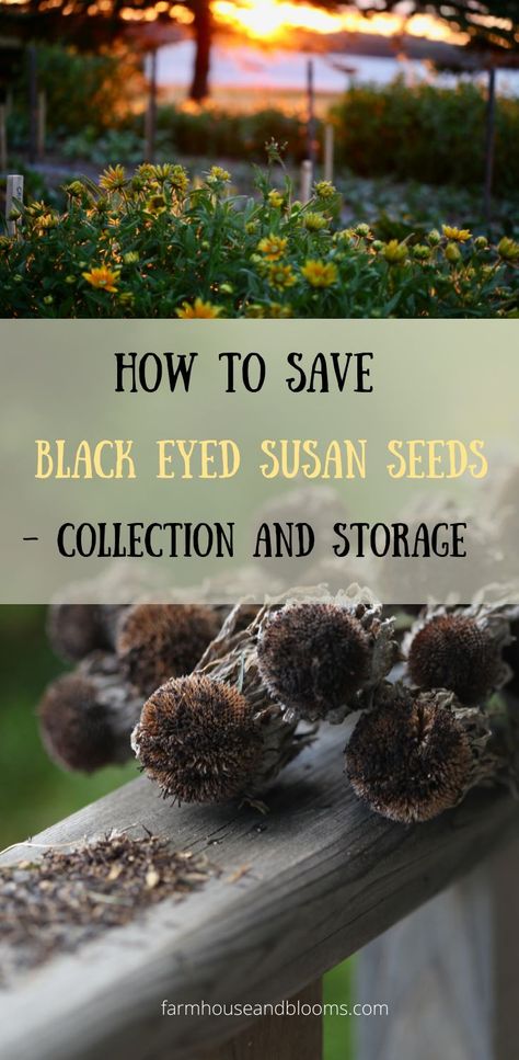 two pictures, one of black eyed susan flowers, and one of black eyed susan seedheads at the end of the season Black Eyed Susan Seeds, How To Store Seeds, Bright Cottage, Cottage Garden Flowers, Black Eyed Susan Flower, Flowers To Go, Growing Vegetables In Pots, Witch Garden, Charming Cottage