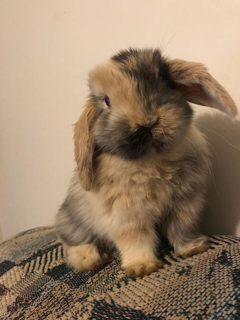 Pet Bunny Rabbits, Cute Bunny Pictures, Pet Bunny, Baby Animals Pictures, Baby Animals Funny, Fluffy Animals, The Bunny, Cute Animal Photos