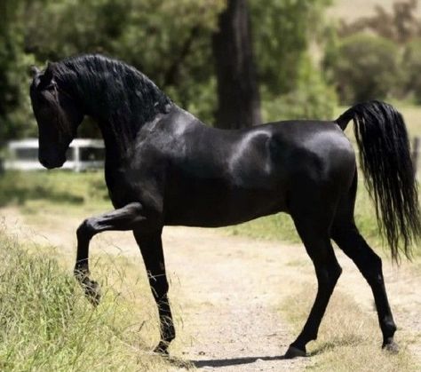 Arab Horse, Black Arabian Stallion, Arabic Horse, Arabian Horse Riding, Horse Arabian, Black Arabian Horse, Anglo Arabian Horse, Egyptian Arabian Horses, Winged Horse