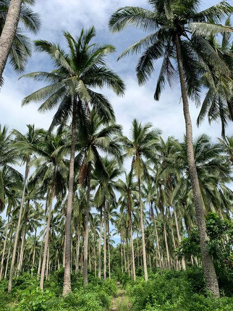 aesthetic|wallpaper|tree|coconut tree|beach Coconut Tree Wallpaper Aesthetic, Coconut Tree Aesthetic, Coconut Tree Wallpaper, Coconut Garden, Boomerang Video, Wallpaper Tree, Tree Aesthetic, Tropical Aesthetic, Coconut Trees