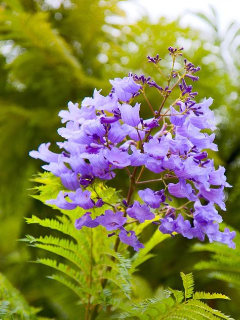 Our seeds are all freshly harvested, with the majority being hand-picked. Furthermore, every seed undergoes testing to ensure a high germination rate. - The package contains 20 fresh seeds of Blue Jacaranda (*Jacaranda mimosifolia acutifolia an ornamental flowering tree. - Botanical name: Jacaranda mimosifolia - Common name: Jacaranda tree, black poui, blue jacaranda - Plant type: Tree - Mature size: 25-50 ft. tall, 15-30 ft. wide - Sun exposure: Full sun - Soil type: Sandy, well-drained - Soil pH: Neutral to acidic - Bloom time: Summer - Flower color: Purple, blue-purple - Hardiness zones: 10, 11 (USDA) - Native area: South America - Toxicity: Non-toxic Jacaranda Germination: - Soak the seeds in water for 24 hours, then place them on a bed of soil in seedling containers or pots. - Use a h Blue Jacaranda, Jacaranda Mimosifolia, Mimosa Tree, Jacaranda Tree, Flowering Tree, Purple Garden, Soil Ph, Tropical Tree, Ornamental Trees