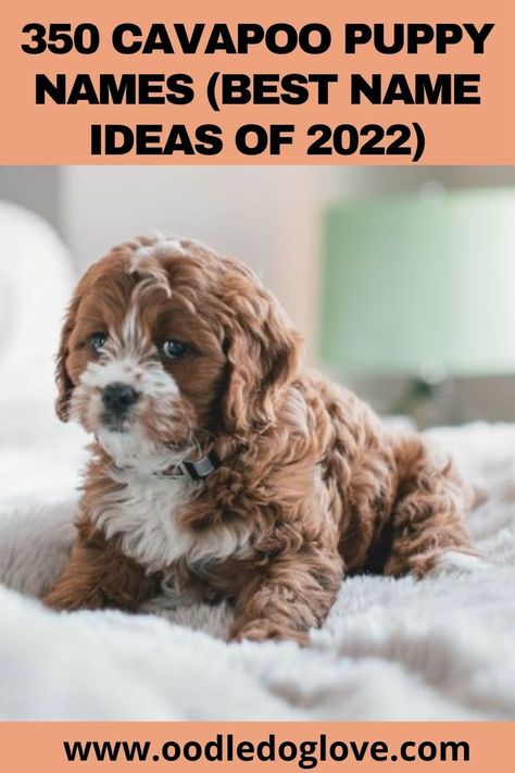 Cute Female Puppy Names, Cute Male Puppy Names, Good Puppy Names, Female Puppy Names Unique, Male Dog Names Unique, Best Male Dog Names, Puppy Names Unique, Puppies Names Female, Cavoodle Puppy