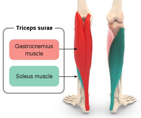 Soleus muscle pain - Causes & Best Treatment Options in 2024 Soleus Exercises, Foot Drop Exercises, Foot Pain Relief Remedies, Soleus Muscle, Gastrocnemius Muscle, Knee Care, Calf Strain, Lower Leg Muscles, Human Muscle Anatomy