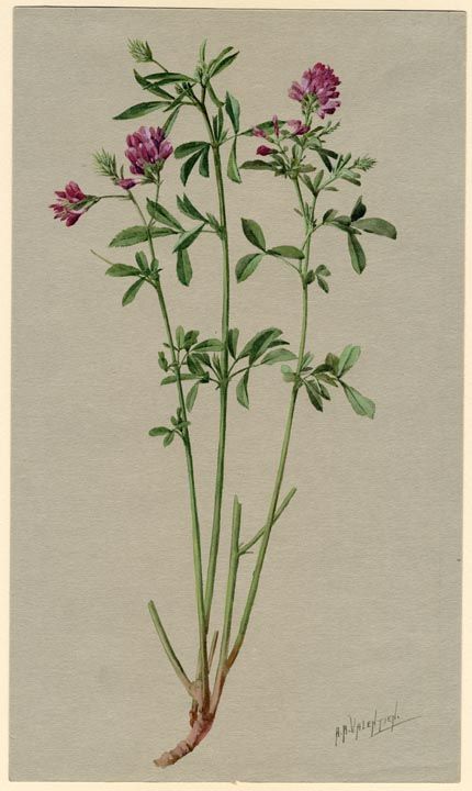 Alfalfa - an alternative for the rosemary Alfalfa Drawing, Alfalfa Flower Tattoo, Alfalfa Tattoo, Wheat Painting, Wildflowers Illustration, Madeline Island, Tiny Flower Tattoos, Plant Doodle, Vintage Seed Packets