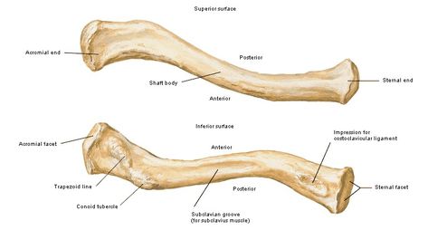 Clavicle anatomy Clavical Bone Anatomy, Clavicle Bone Anatomy, Clavicle Anatomy, Clavicle Bone, Pharmacy School Study, Upper Limb Anatomy, Limb Anatomy, Anatomy Diagrams, Sternocleidomastoid Muscle