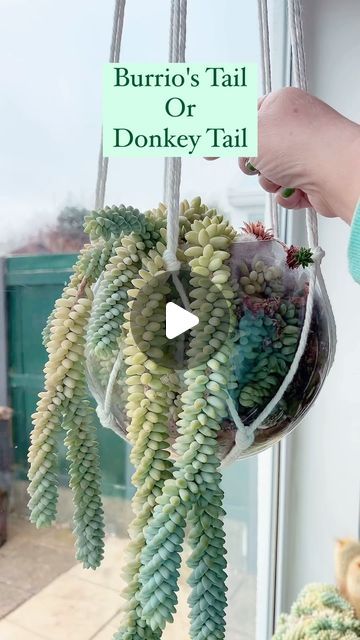 Gardener_Community on Instagram: "burro’s tail plant propagation and care   #succulent #succulents #cactus #plants #succulentsofinstagram #succulentlove #plant #succulentgarden #cacti #garden #succulentaddict #succulove #plantsofinstagram #cactuslover #suculentas #succulentlover #flowers #echeveria #nature #plantsmakepeoplehappy #succulentobsession #kaktus #gardening #succulentcollection #flower #sukulent #kakt #plantlover #houseplants #succulentplant" Donkey Tail Succulent Care, Burros Tail Succulent, Donkey Tail Succulent, Burros Tail, Cacti Garden, Propagating Succulents, Succulents Cactus, Plant Propagation, Growing Succulents