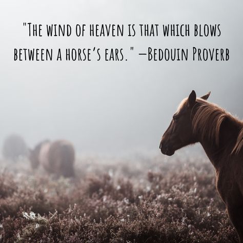 Quotes About Horses, Inspirational Horse Quotes, Cowboy Quotes, Horse Mask, Horse Ears, Love Horses, Country Girl Quotes, Horse Wallpaper, Horse Videos