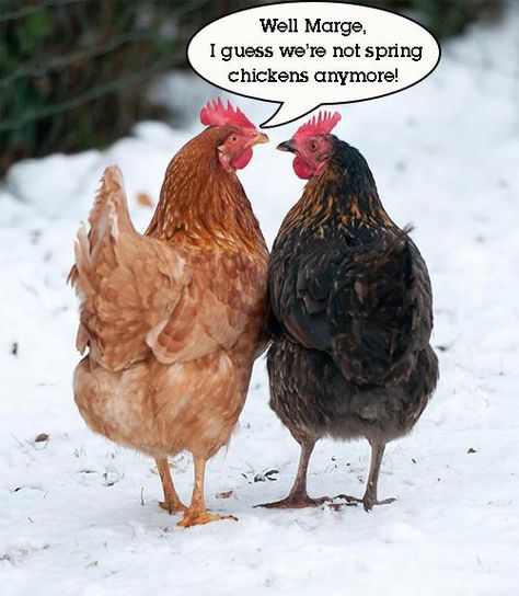 "Well Marge, I guess we're not spring chickens anymore!" Lambada, Chickens And Roosters, Chicken Breeds, Raising Chickens, Chickens Backyard, Chicken Coop, 귀여운 동물, Animals Friends, Farm Life