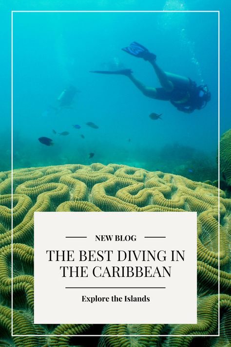 Best Places To Scuba Dive, Scuba Diving Carribean, Best Scuba Diving Destinations, Aruba Scuba Diving, Best Diving Destinations, Best Carribean Island, Belize Mexico, Bimini Islands, Backpacking Ireland